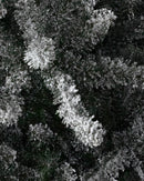 Árvore de Natal Pinheiro Azul do Canadá