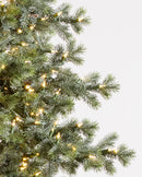 Sapin de Noël Épicéa du Yukon
